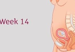 14 Weeks Pregnant | Symptoms of Pregnancy